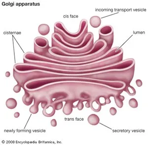 Struktur Badan Golgi 