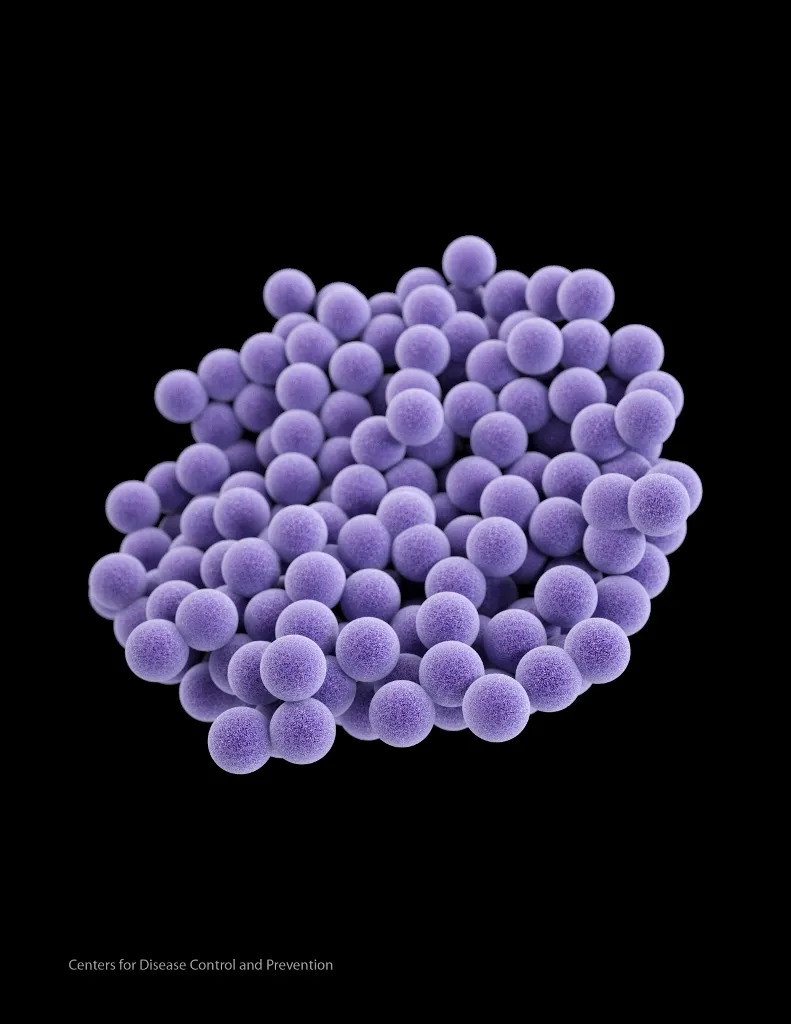 Staphylococcus 791x1024