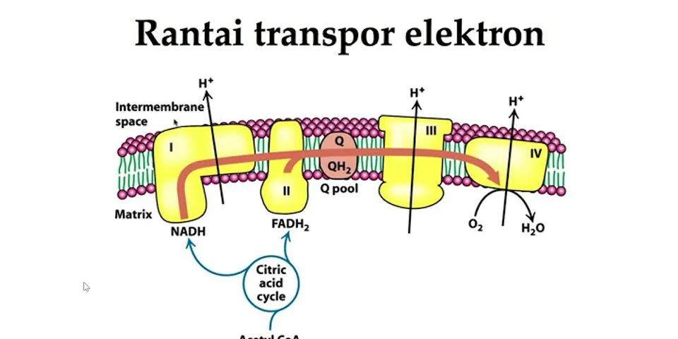 Berapa jumlah ATP yang akan dihasilkan pada tahap transpor elektron?