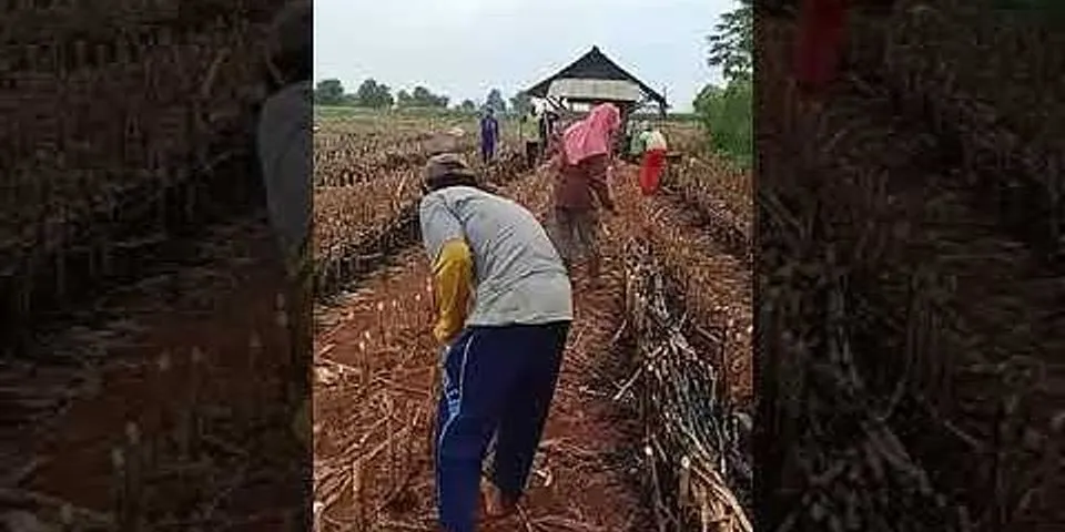 Mengapa di Indonesia cocok untuk menanam jagung
