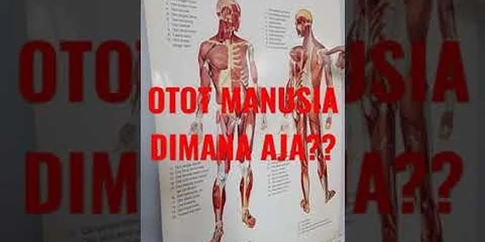 Otot manusia apa saja?