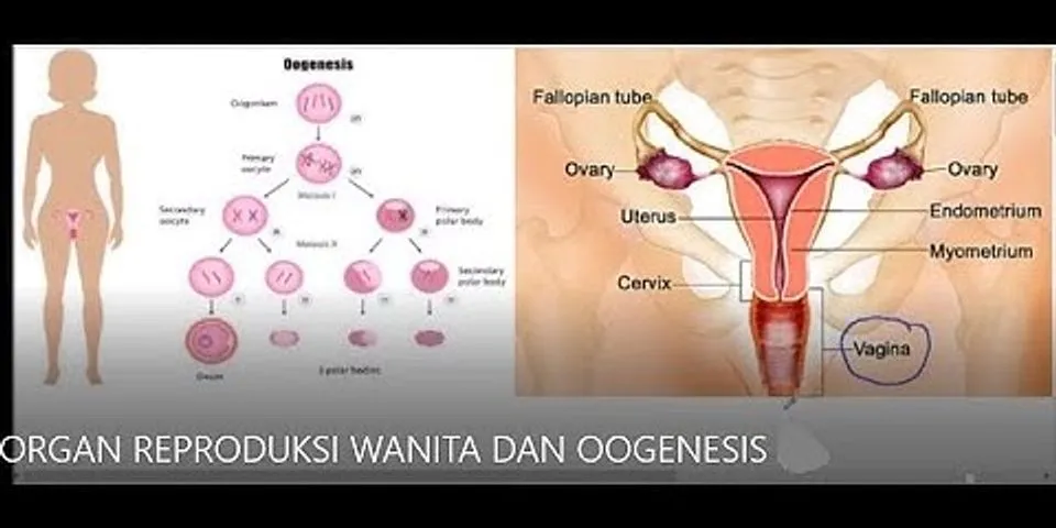 Terdiri dari apakah organ reproduksi wanita?
